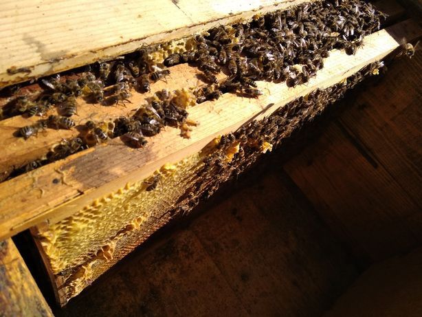 Пчелопакеты и пчелиные семьи
