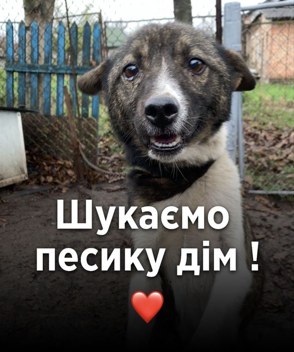 Песик шукає сімʼю ! Віддаємо песика люблячим людям. НЕ ДЛЯ ЛАНЦЮГА !