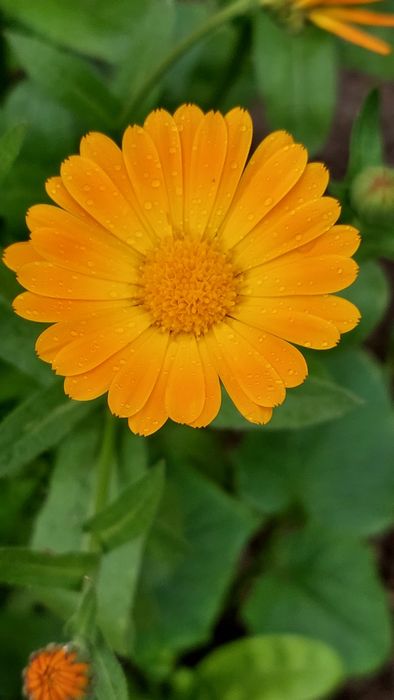 Календула насіння нагідки насіння