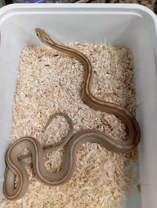 Wąż zbożowy caramel stripe tessera