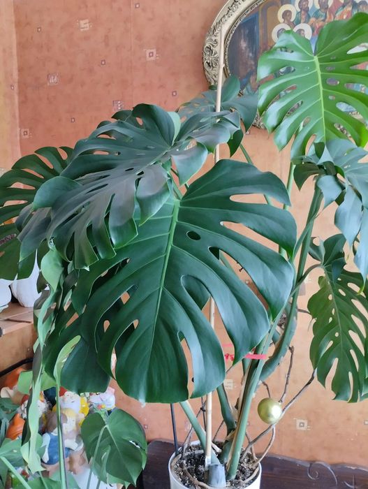 Piękna Monstera duża