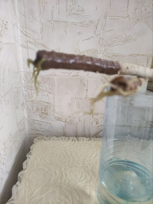 Антуриум и драцена.