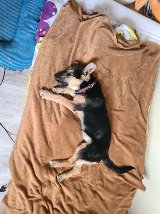 Szczeniak: Śliczny terierkowy Witko szuka domu na zawsze!