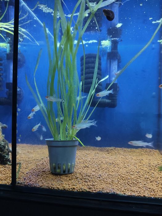 Valisneria planta aquário