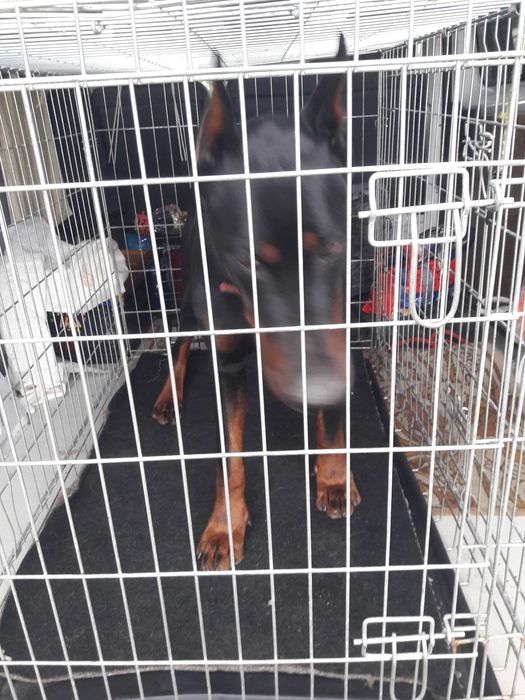 Transport, przewóz zwierząt domowych, psy, koty i inne.