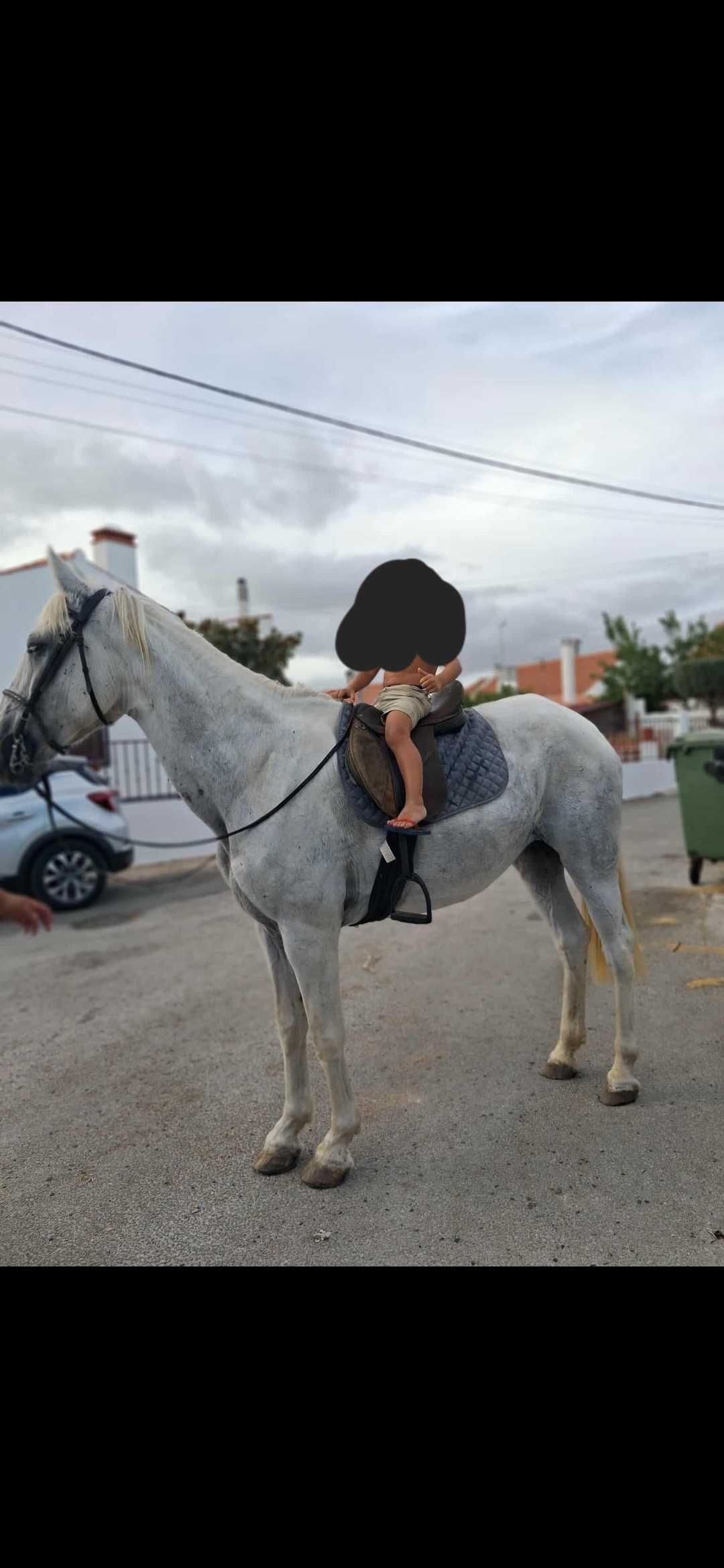 Vendo égua Montada