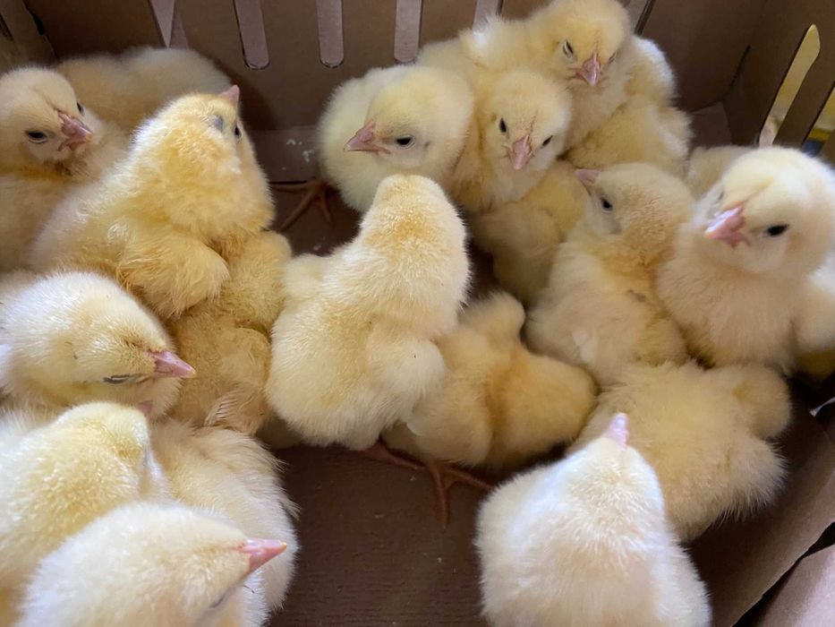 Kurczaki pisklęta nioski, Leghorn, Greenshell, Sussex, Rosa, Araukany