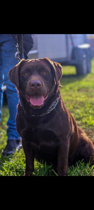 Labrador Retriever Czekoladowy Szczeniak