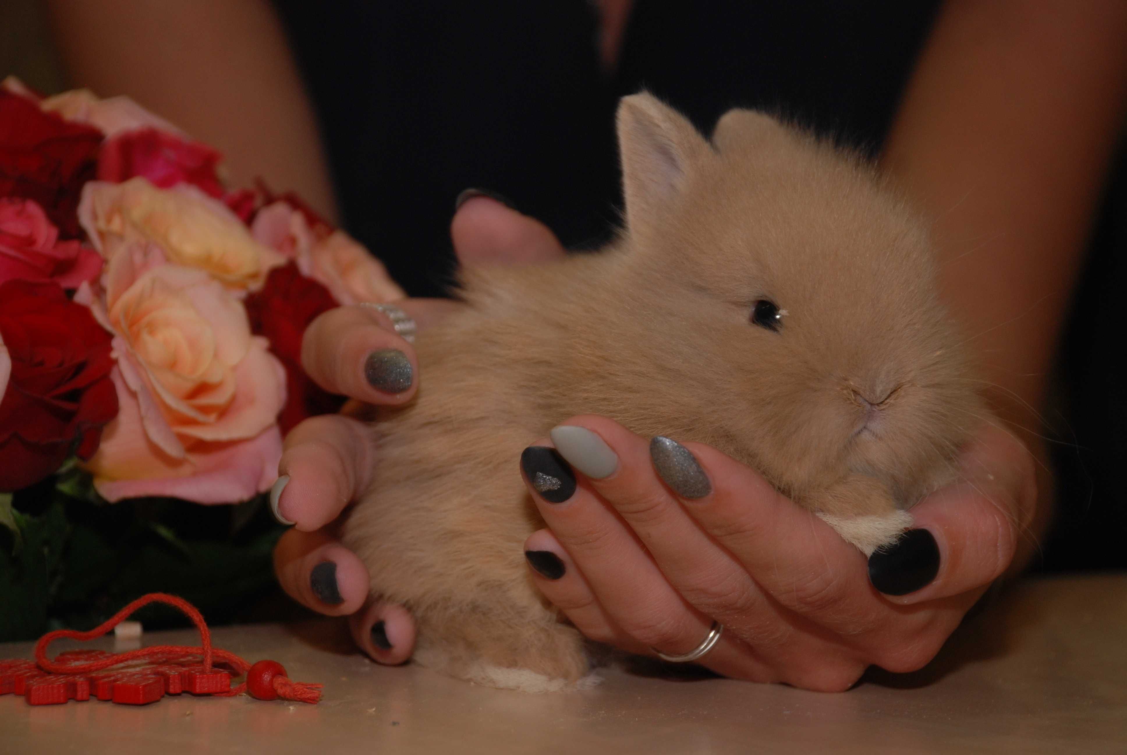 Голландский миниатюрный торчеухий кролик для дома