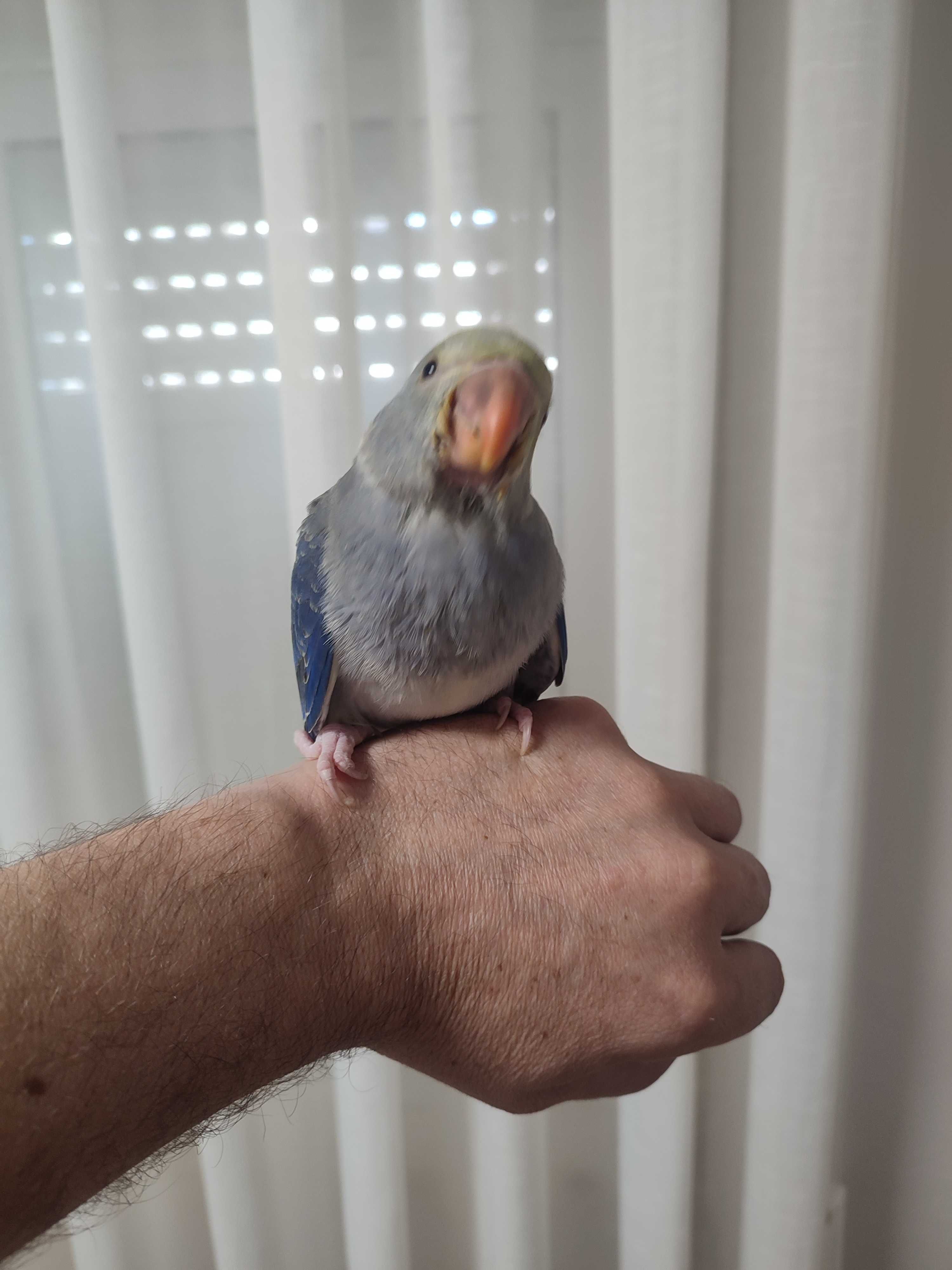Ring neck violeta turquesa