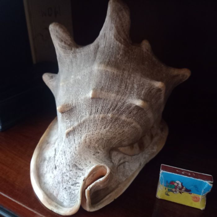 Ракушка морская.