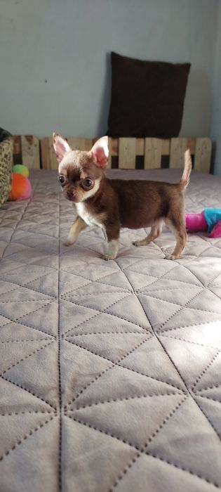 Міні чіхуашечки дівчатка !