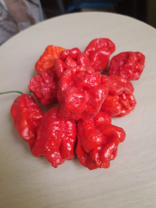 Продам перец Каролина  Рипер