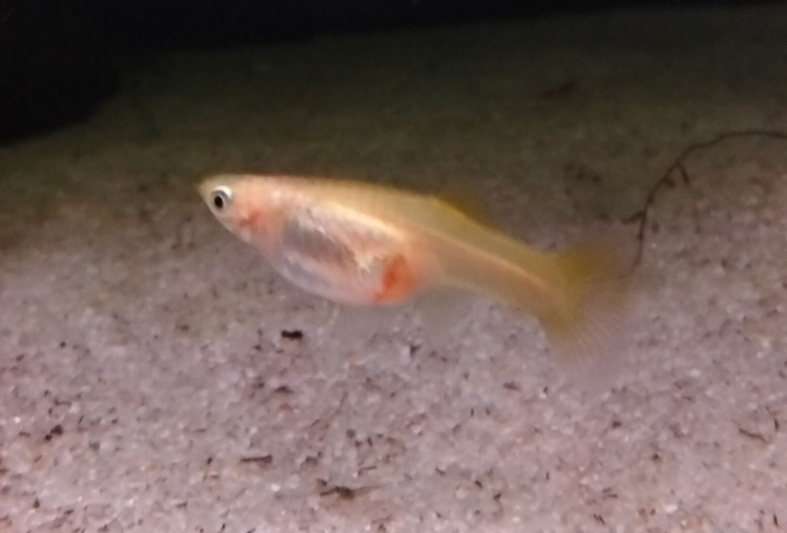 Alevins de guppys