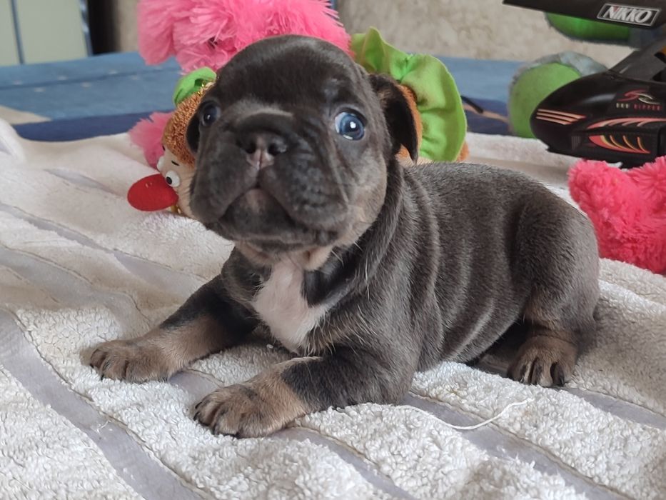 шикардосики на продажу двухмесячные