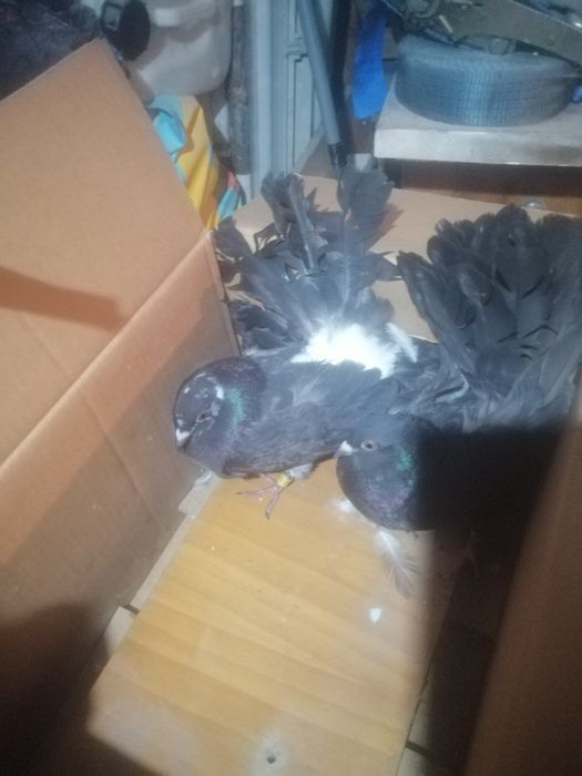 4 casais de pombas lecre e um casal cambalhota.