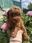 Той пудель КСУ toy poodle