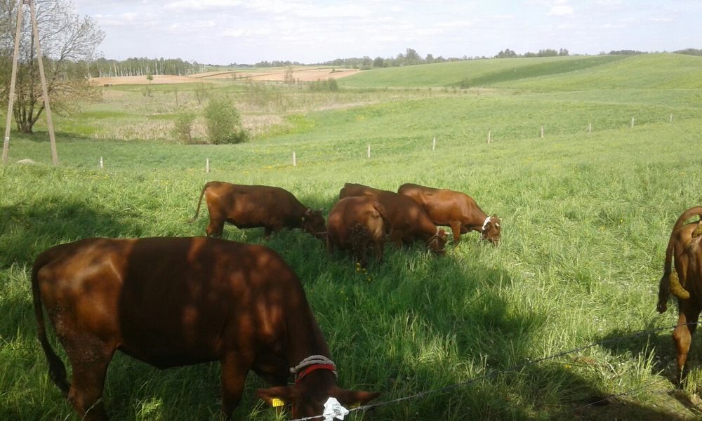 Jałówki rasy Polska Czerwona Zasoby Genetyczne