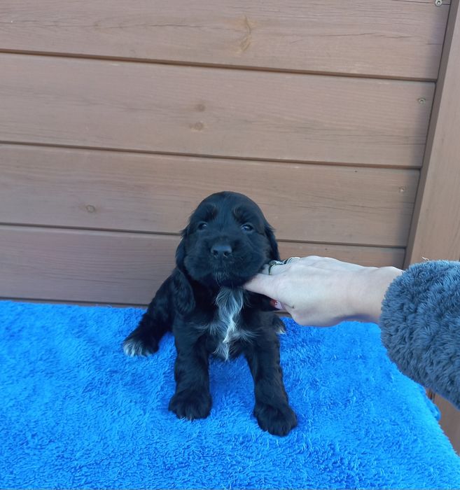 Cocker Spaniel Angielski Piesek Możliwość Rezerwacji