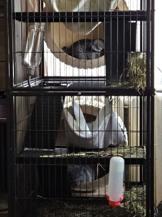 Велика клітка з полицями, поїлкою та колесом в подарунок