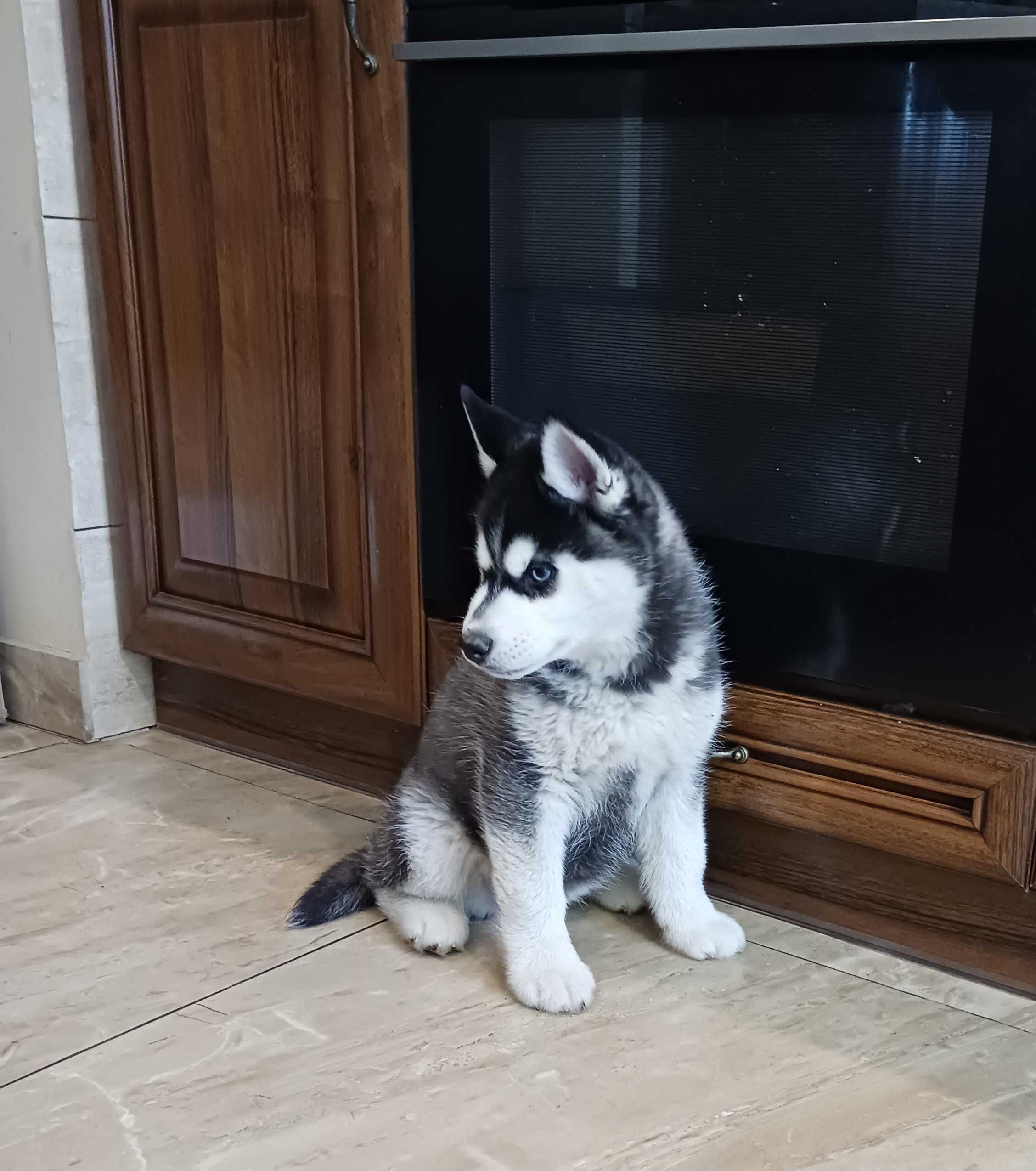 Szczeniak Siberian Husky rodowód ZKwP FCI Champion Puppy Pedigree