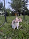 Młode króliki mini lop
