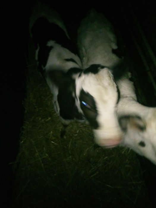 Cielak Jałówka  i Byczek