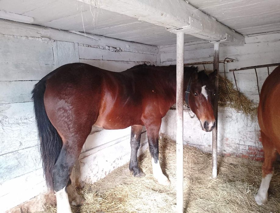 Доброго продам молодого жеребця