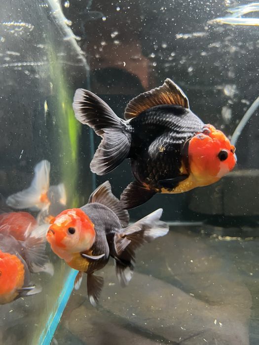 Welon Oranda XXL Aqualife