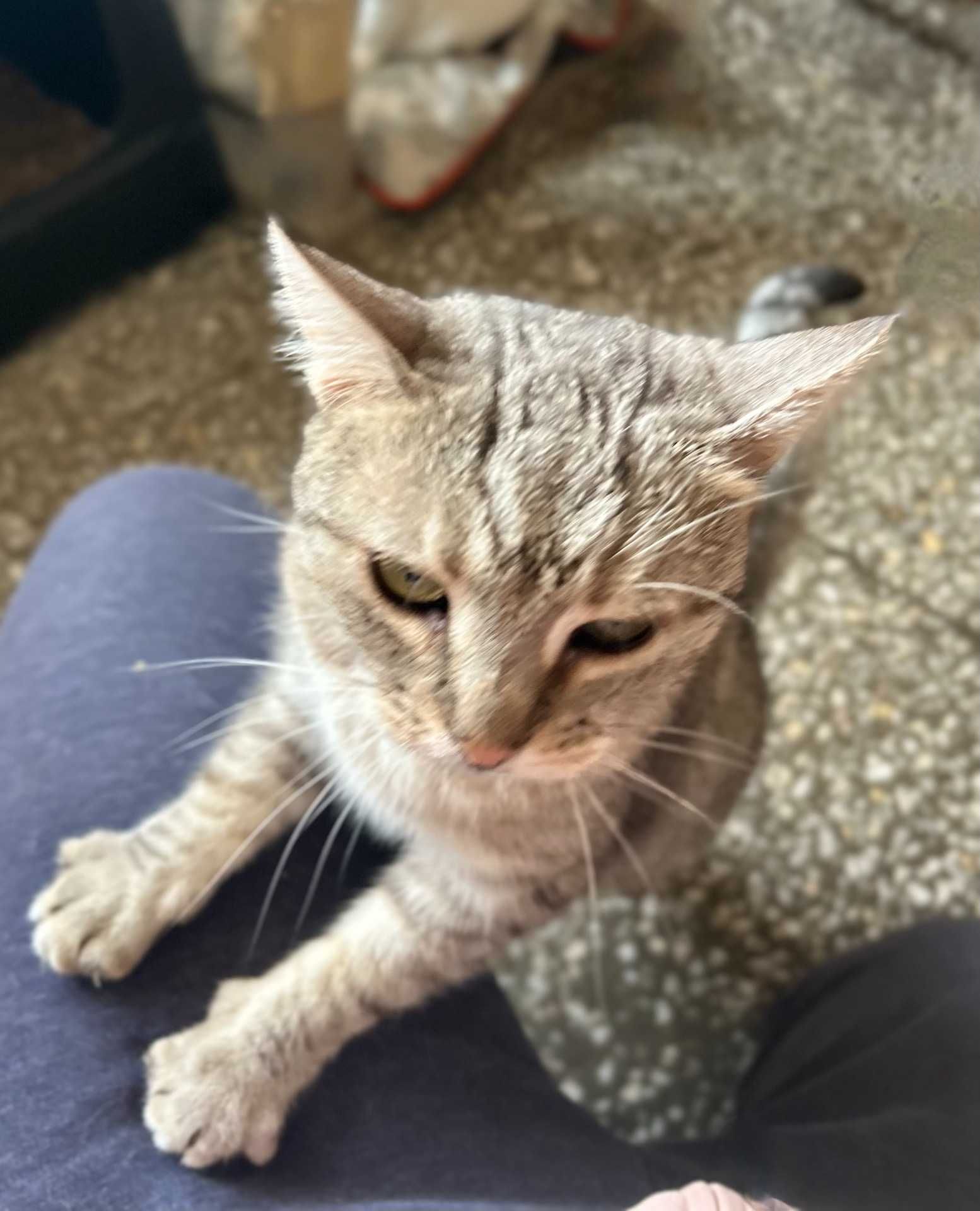 kot BARI poleca sie do adopcji