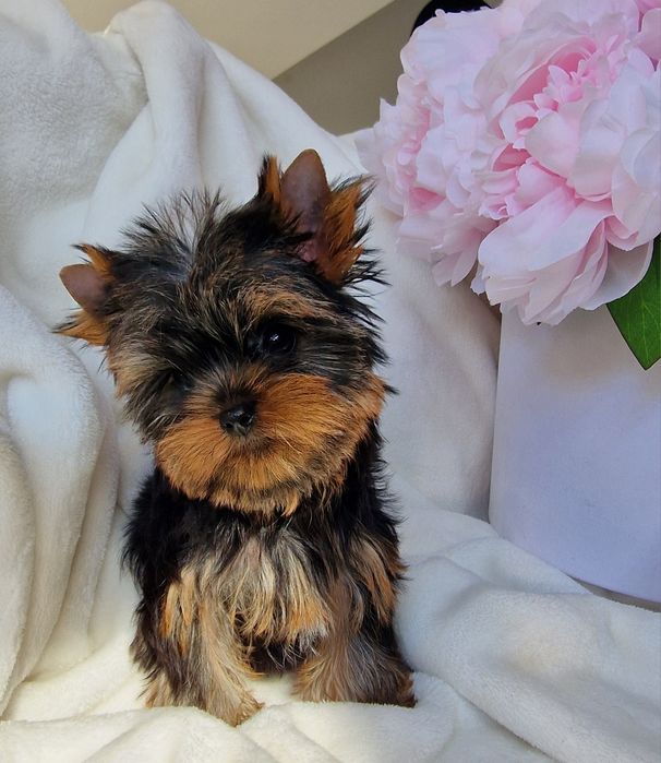Sliczna malenka  suczka Yorkshire terrier uroda laleczki  rod ZKwP