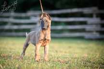 Owczarek Belgijski Malinois FCI Pies