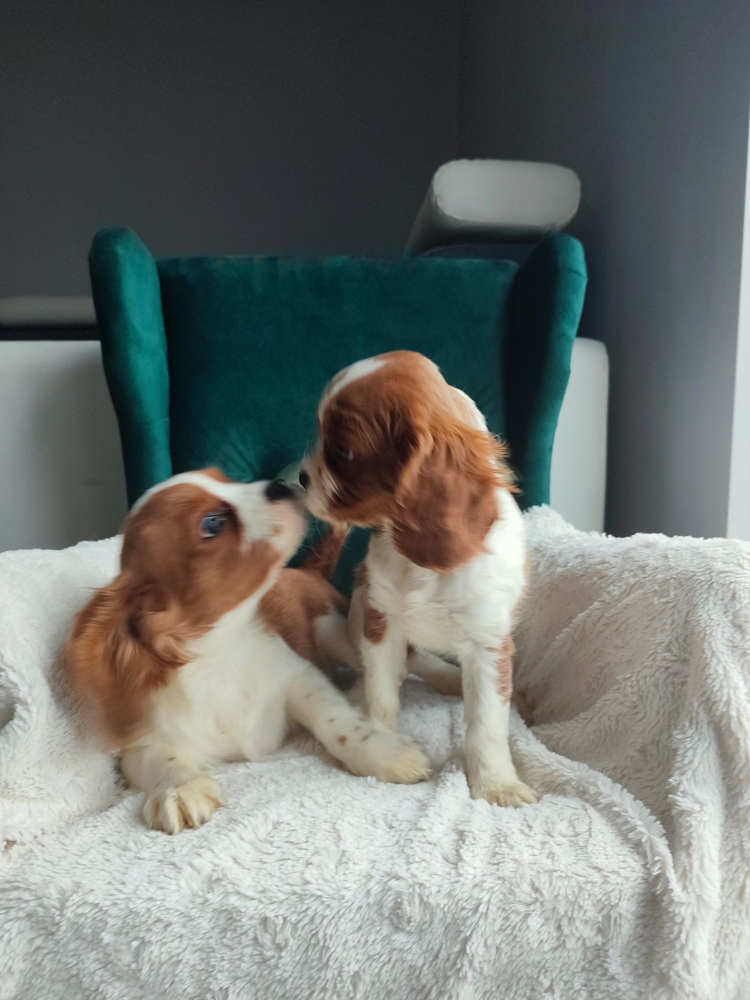 Cavalier King l Charles gotowe do odbioru