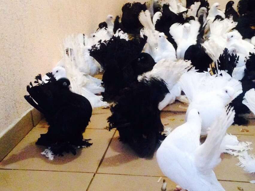 Продам голубей разных пород