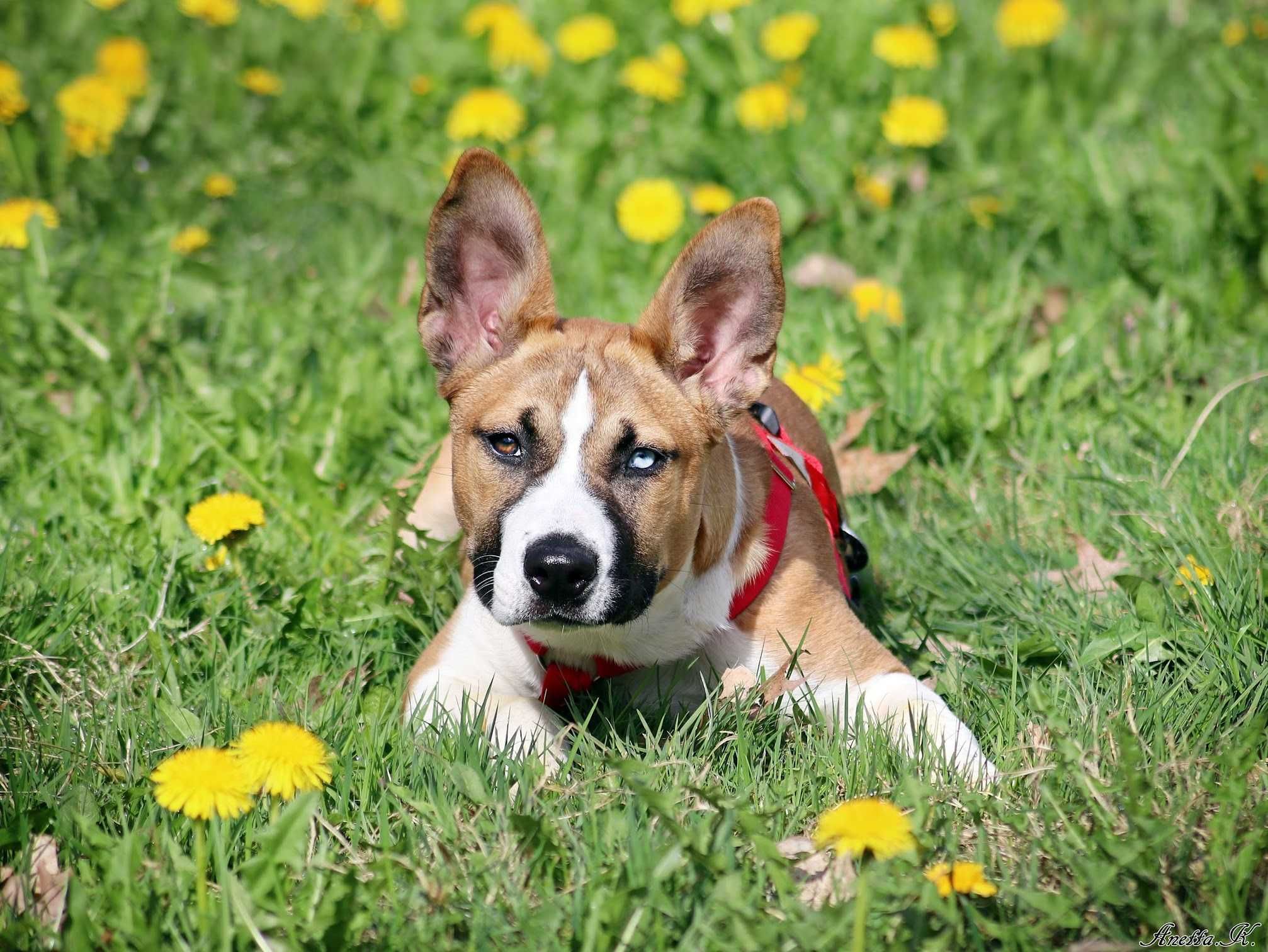 Mała TESI mix husky amstaff szuka odpowiedzialnej rodziny!