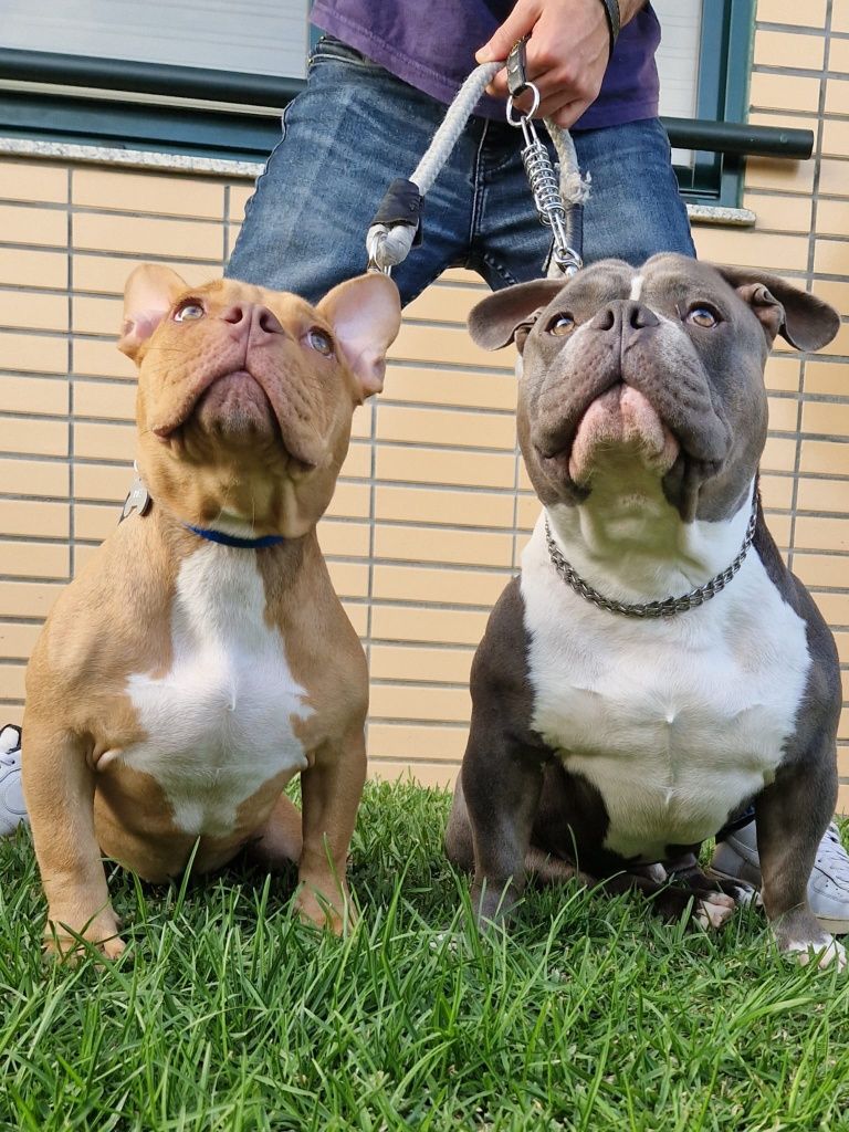 American Bully Pocket