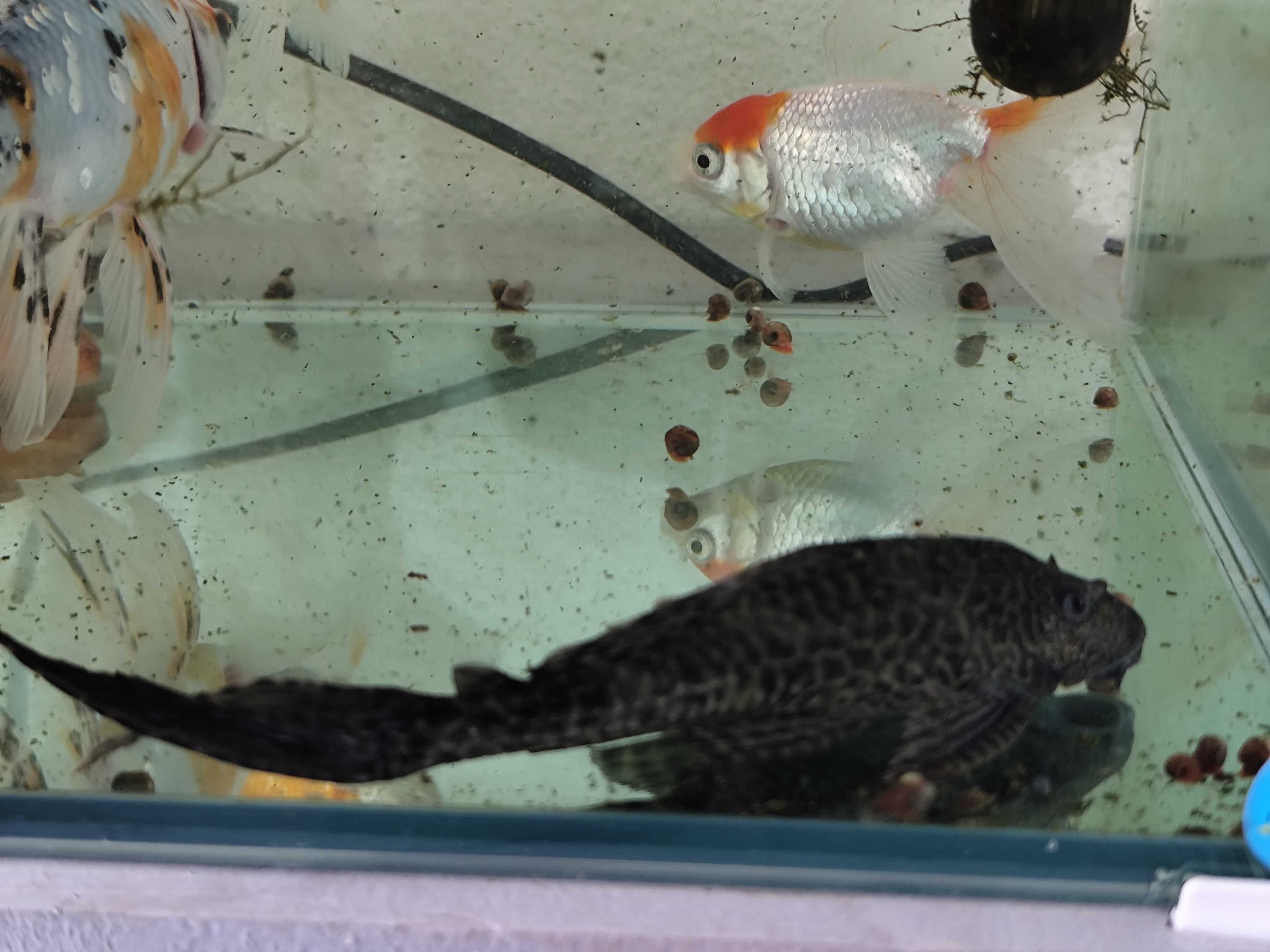 Urgente Aquariofilia, aquário, plantas e peixes