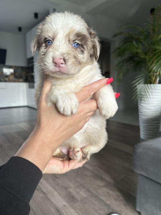 Border Collie Lilac Merle Sunia