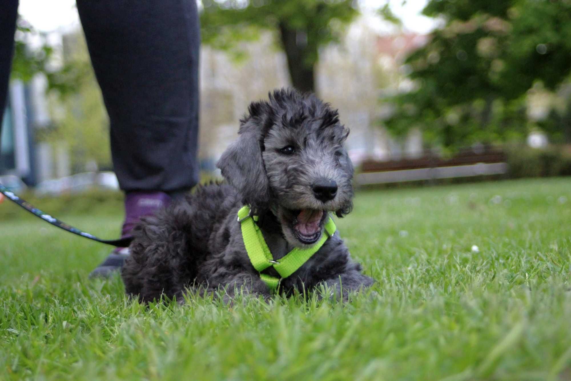 Bedlington Terrier FCI niebieski samiec