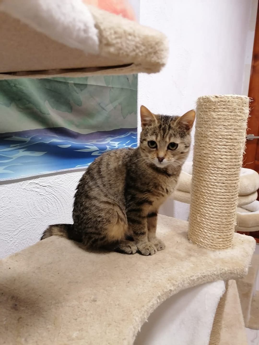 do adopcji kotka OKRUSZKA