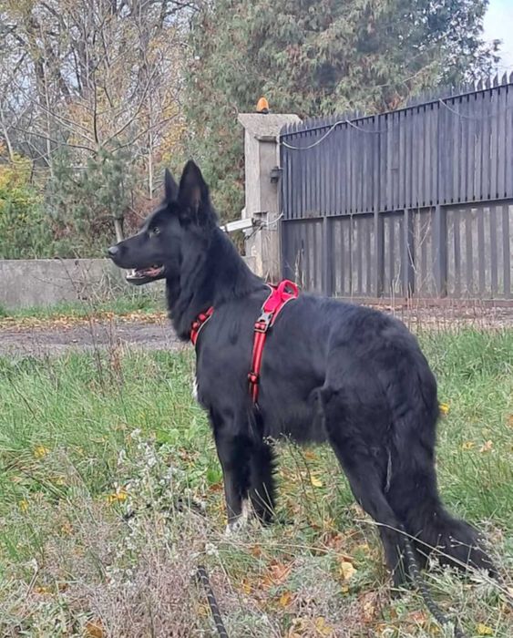 Piękna, przytulaśna, fantastyczna ok roczna sunia prosi o dom