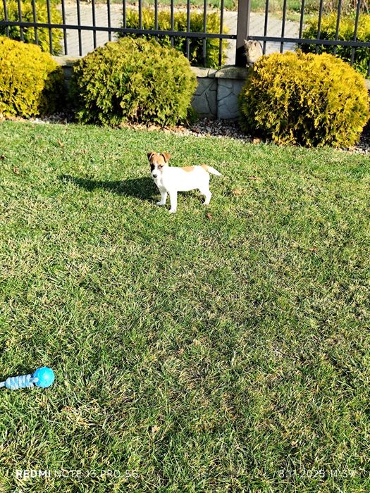 Suczka Jack Russell Terrier wielopokoleniowy pochodzenie