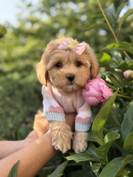 Цуценятка мальтипу