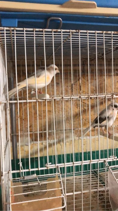 Casais de canarios variadade de raca cores com e sem poupa