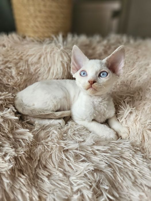 Kotka Devon Rex liliowy point