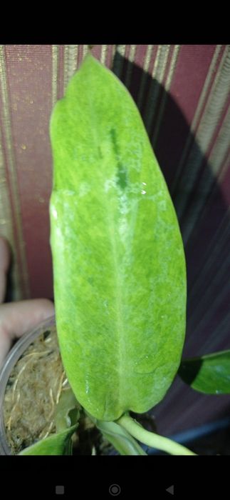 Сортові філодендрони