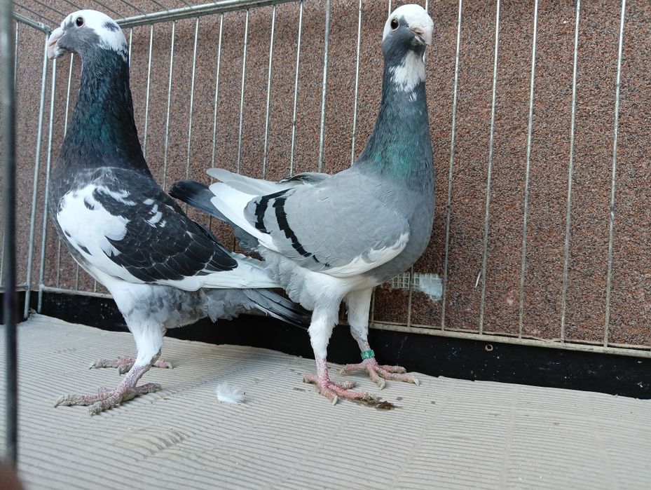 Para Niemiecki wystawowy z 2025r