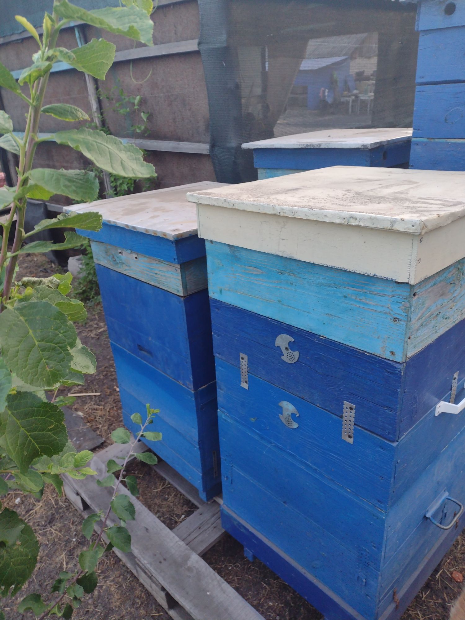 Продам улья 4 шт 1000 г-н 1