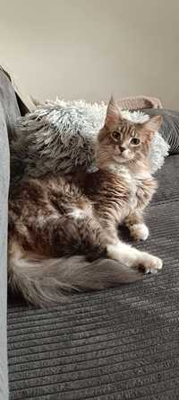 Kotka Maine Coon