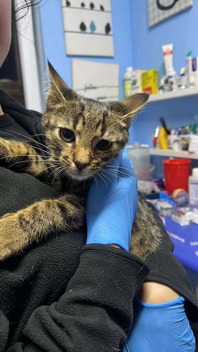 Pilne!! 6 mcz piekne wyjątkowe kotki czekają na opiekuna Żychlin